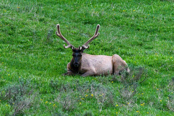 Lower Loop of Yellowstone Tours