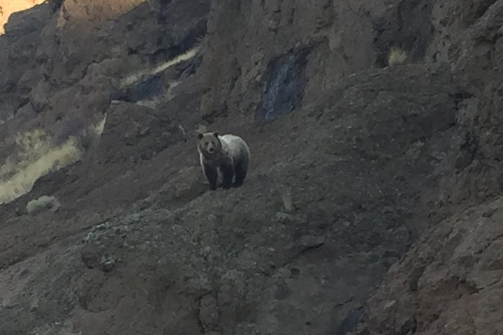 PET FRIENDLY PRIVATE Tour to Yellowstone National park