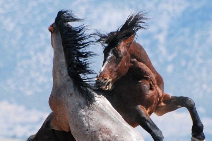 Red Canyon Wild Mustang Tour 530pm.