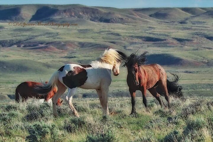 Private Red Canyon Wild Mustang Tour
