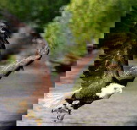 Jet Boat Adventure and Raptor Expedition - Skagway Departure - Orlando Tourists