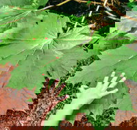 Skagway Shore Excursion Chilkoot Trail Hike and Float Tour - Orlando Tourists