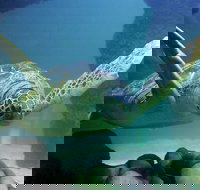 SEA LIFE Aquarium Minnesota Admission Ticket at Mall of America - Orlando Tourists