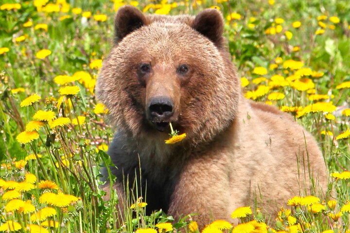 Brave The Bridge 7-hour Scenic Journey To The Yukon And Yukon Suspension Bridge - thumb 2